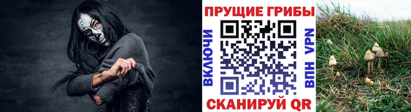 Галлюциногенные грибы Psilocybine cubensis  Купить  Холм 